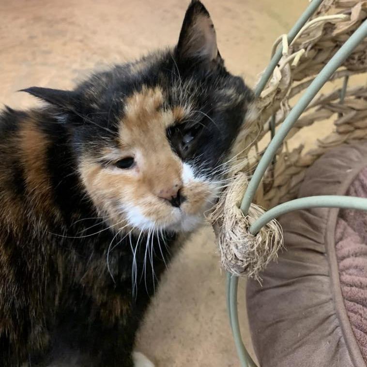 Enlarge Paula, a Adoptable Calico in Thayne, WY image 2/5