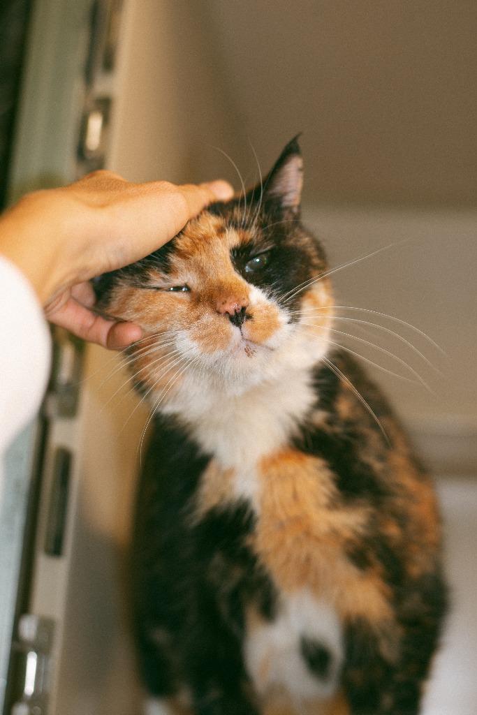 Enlarge Paula, a Adoptable Calico in Thayne, WY image 3/5
