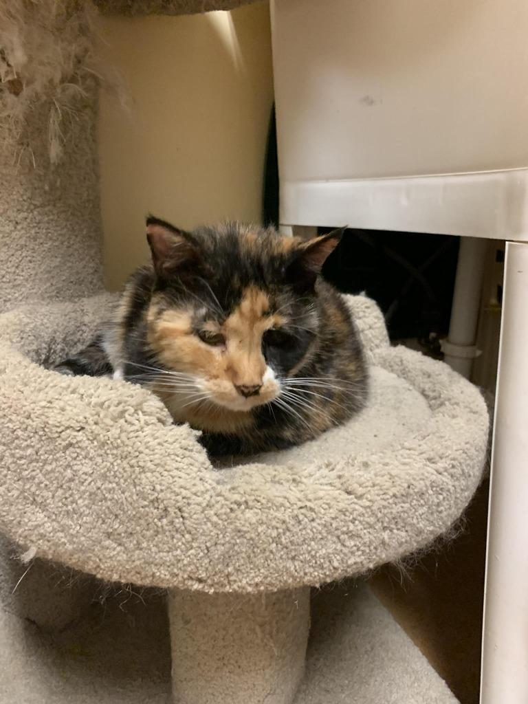 Enlarge Paula, a Adoptable Calico in Thayne, WY image 4/5