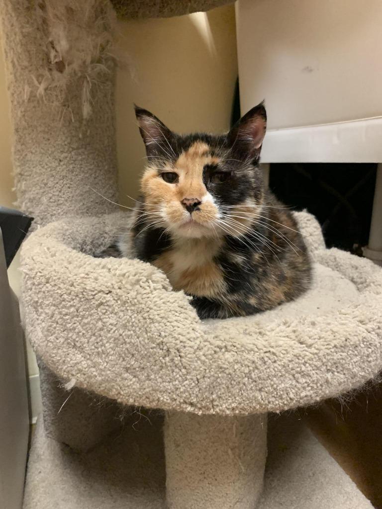 Enlarge Paula, a Adoptable Calico in Thayne, WY image 5/5