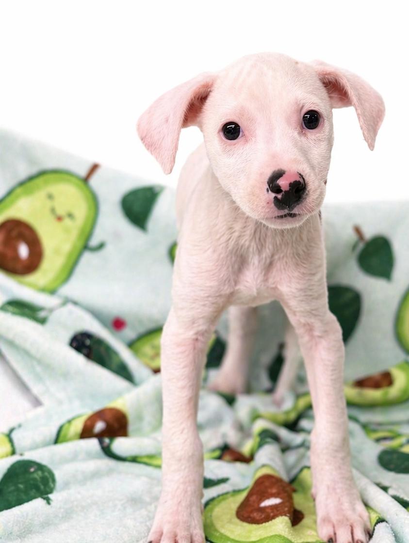 Enlarge Juli 0400, a ADOPTABLE mixed breed in Boca Raton, FL image 1/1