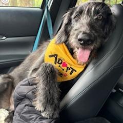 Enlarge Sullivan, a Adoptable mixed breed in Staten Island, NY image 2/6
