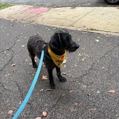 Enlarge Sullivan, a Adoptable mixed breed in Staten Island, NY image 3/6
