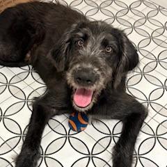 Enlarge Sullivan, a Adoptable mixed breed in Staten Island, NY image 4/6