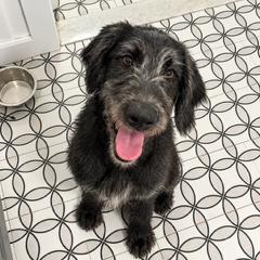 Enlarge Sullivan, a Adoptable mixed breed in Staten Island, NY image 5/6