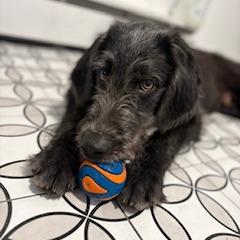 Enlarge Sullivan, a Adoptable mixed breed in Staten Island, NY image 6/6