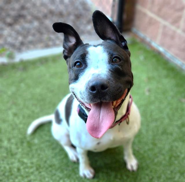 Enlarge TOPANGA, a Adoptable mixed breed in Minneapolis, MN image 1/1