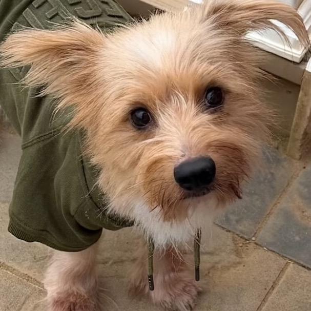 Enlarge Spamalot, a Adoptable mixed breed in Fredericksburg, VA image 1/4