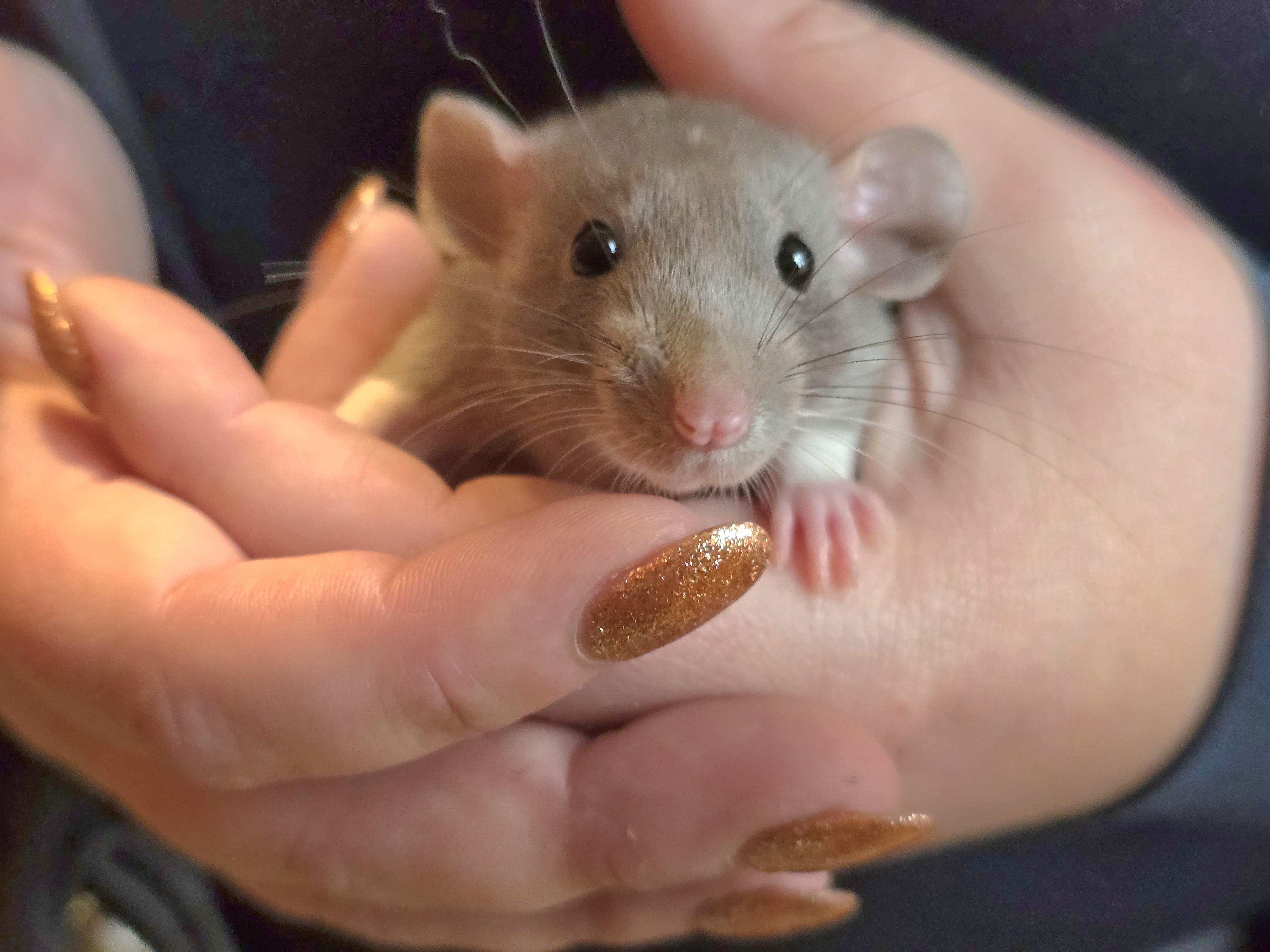 Enlarge Fancy Rats, a Adoptable Rat in Bristol, RI image 3/3
