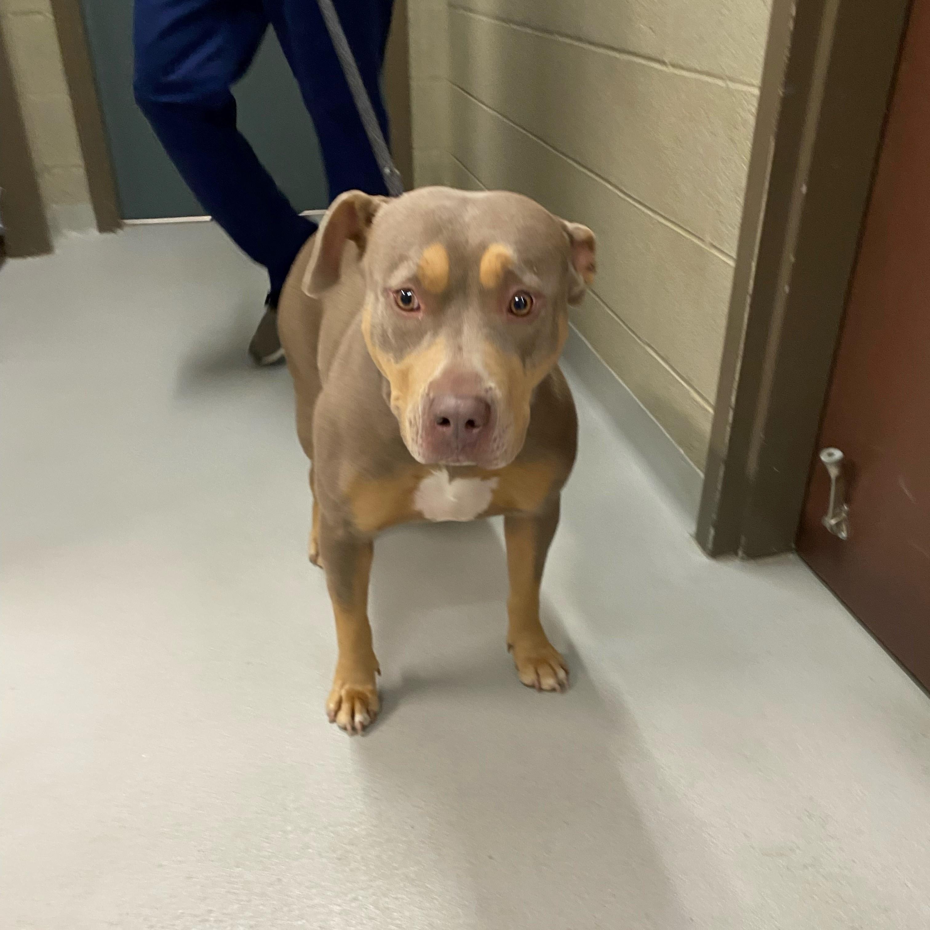 Enlarge Mama, a Adoptable American Bully in Caledon, ON image 1/1