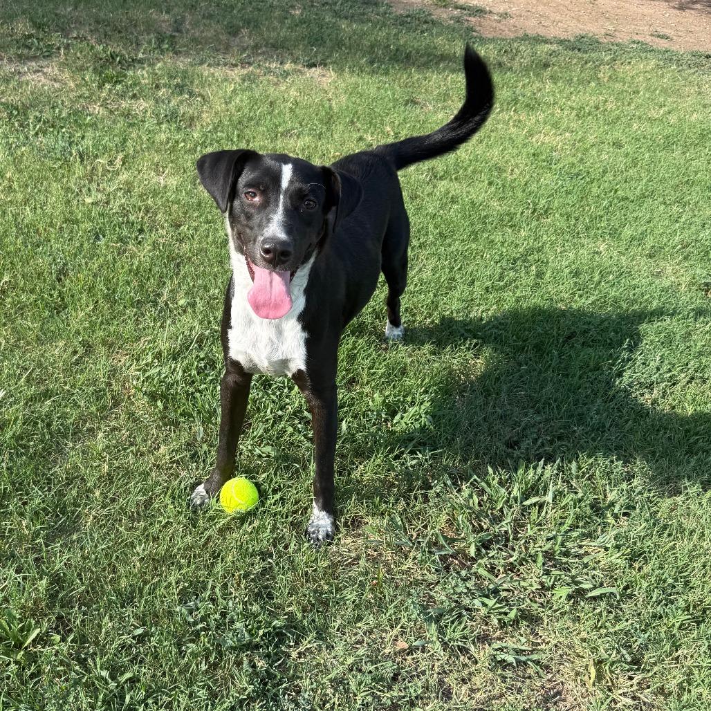 Cedar, Adoptable, Young Female Mixed Breed.