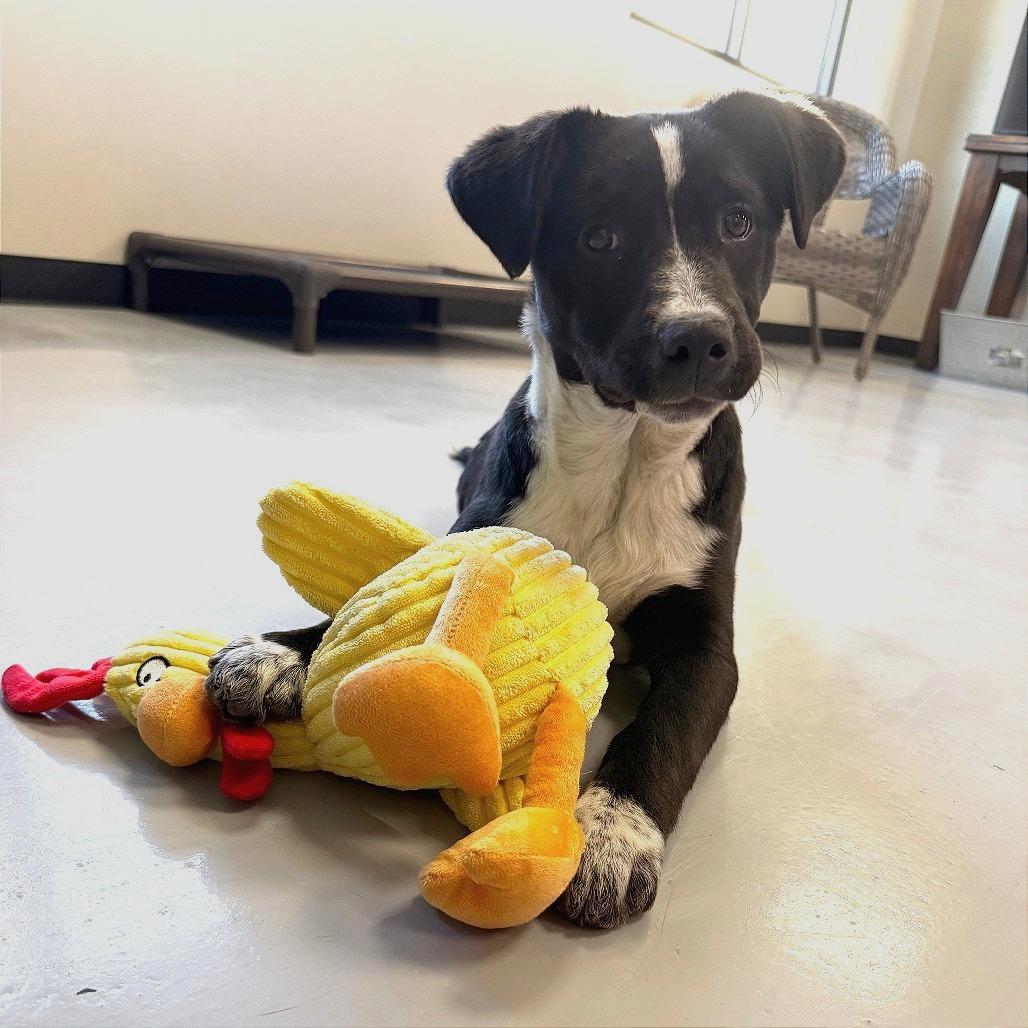 Cedar, Adoptable, Puppy Female Mixed Breed.