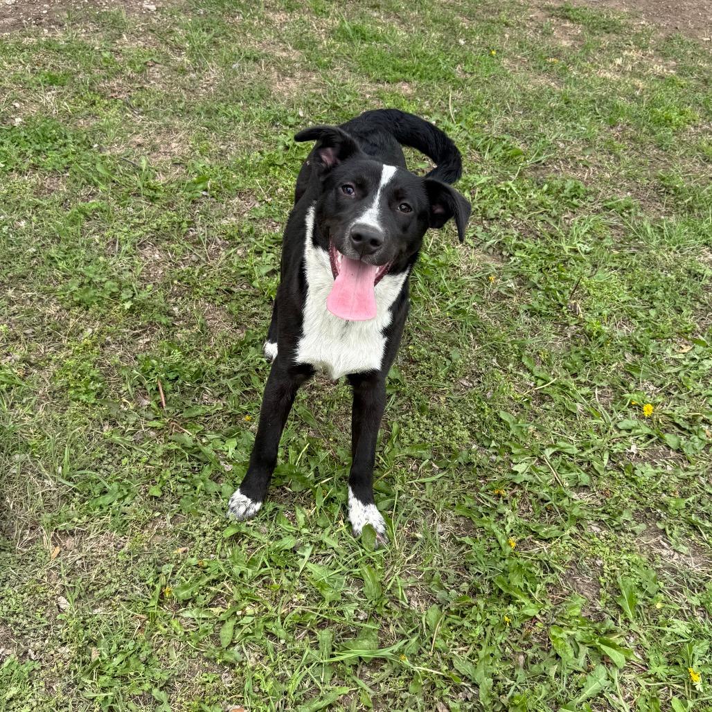Enlarge Cedar, a Adoptable Mixed Breed in Ponca City, OK image 2/5