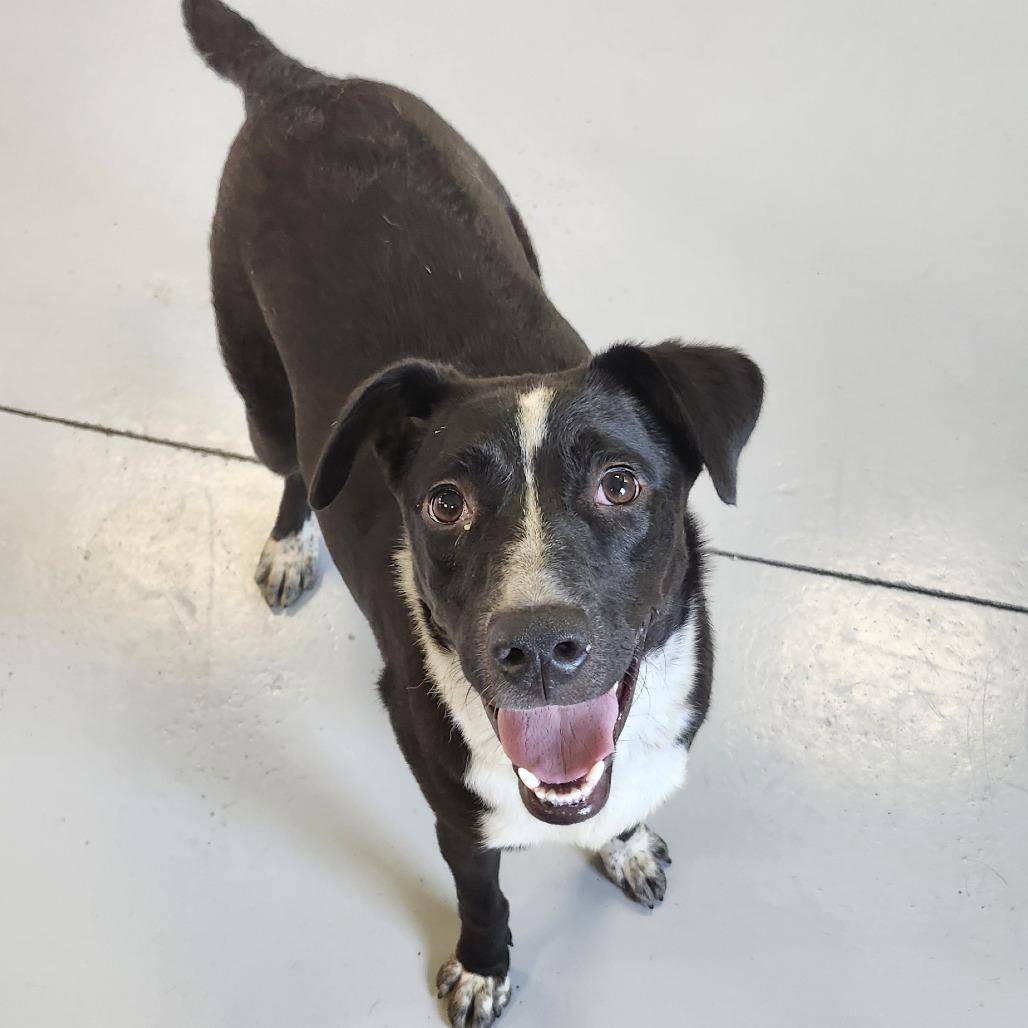 Enlarge Cedar, a Adoptable Mixed Breed in Ponca City, OK image 3/6