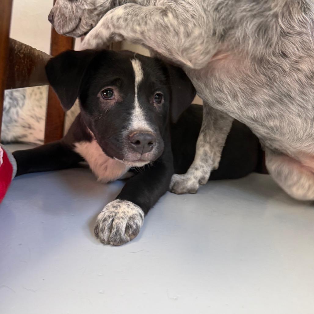 Enlarge Cedar, a Adoptable Mixed Breed in Ponca City, OK image 2/3