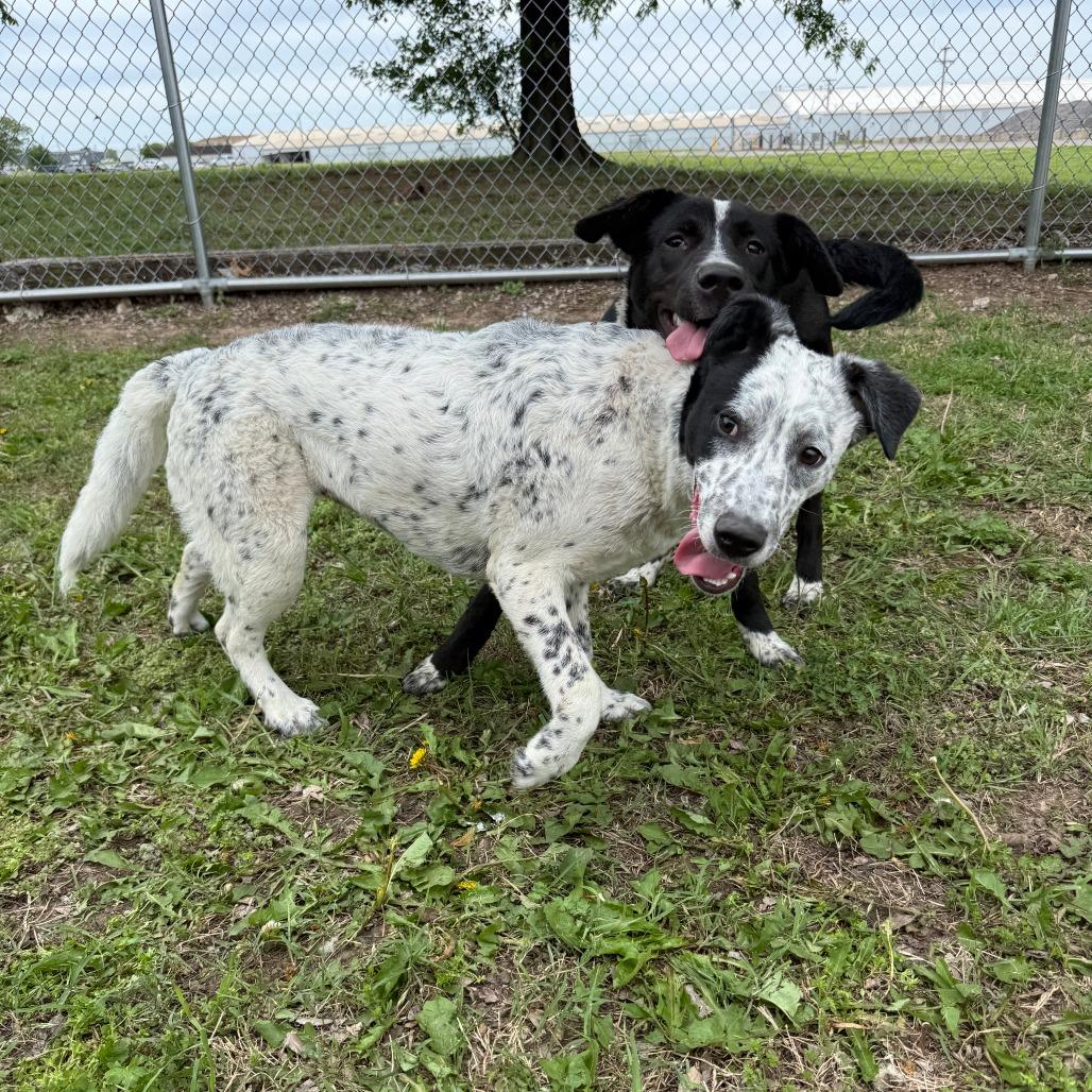Enlarge Cedar, a Adoptable Mixed Breed in Ponca City, OK image 4/5