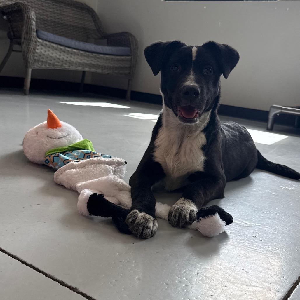 Enlarge Cedar, a Adoptable Mixed Breed in Ponca City, OK image 3/3