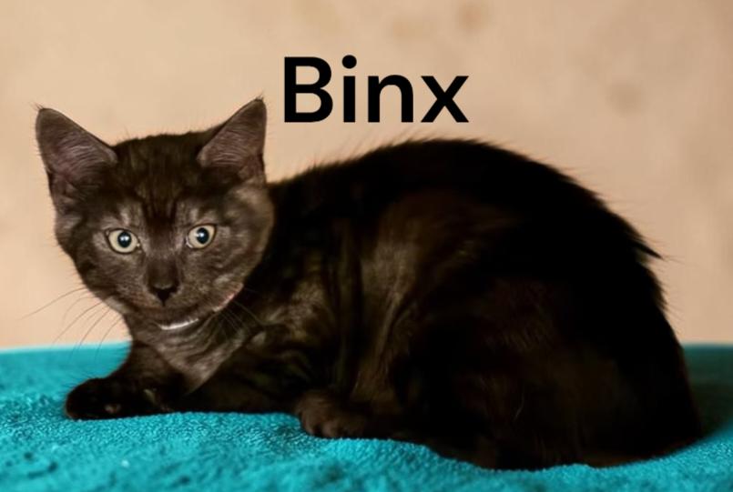 Binx, Adoptable, Kitten Male Domestic Short Hair.