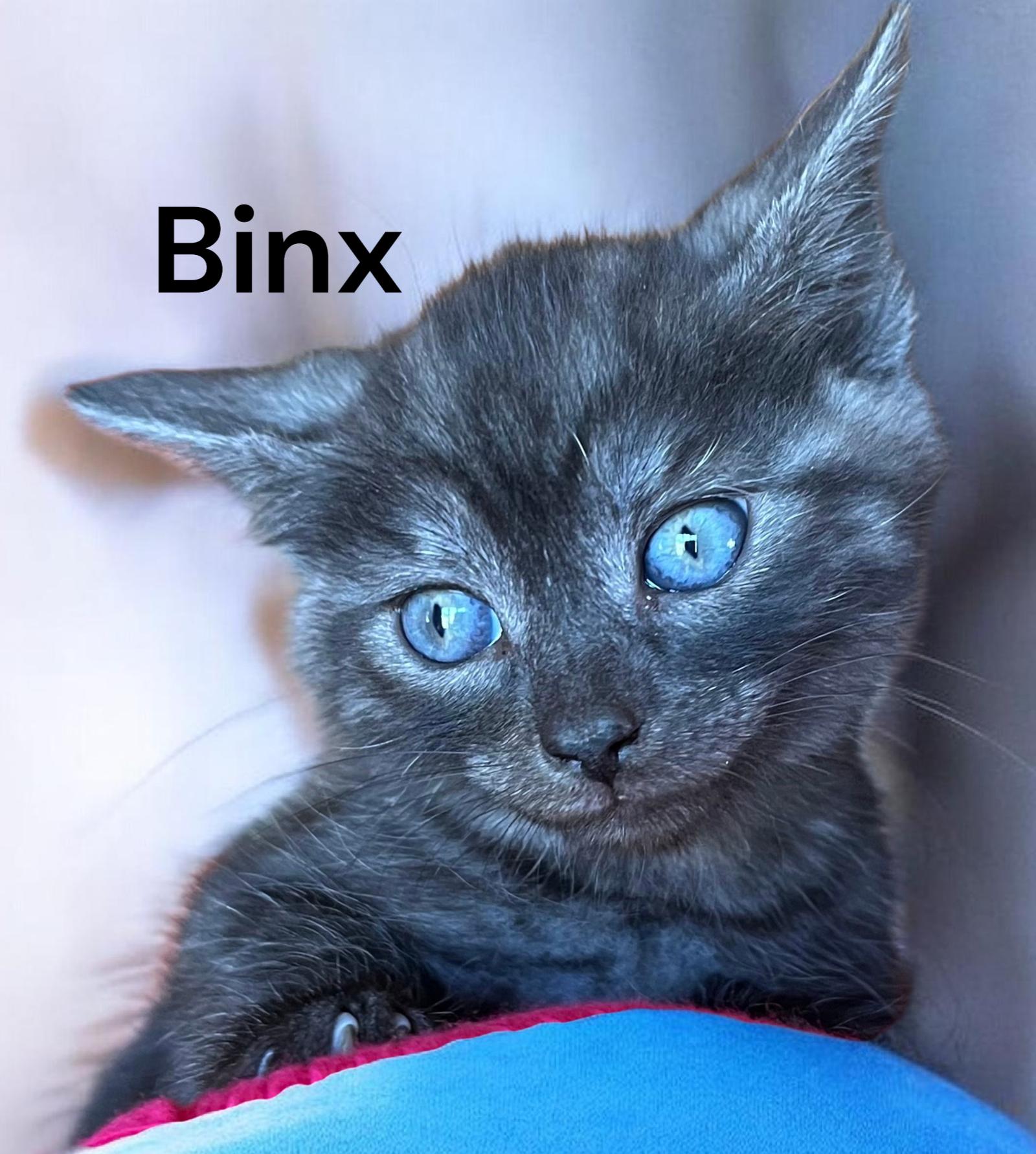 Enlarge Binx, a Adoptable Domestic Short Hair in Chesapeake, VA image 2/3