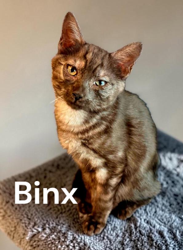 Enlarge Binx, a Adoptable Domestic Short Hair in Chesapeake, VA image 3/3
