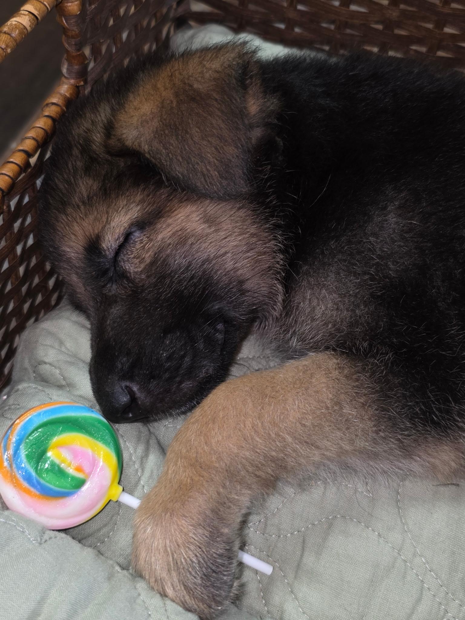 Baby girl, adopted, Puppy Female German Shepherd Dog & Shepherd.