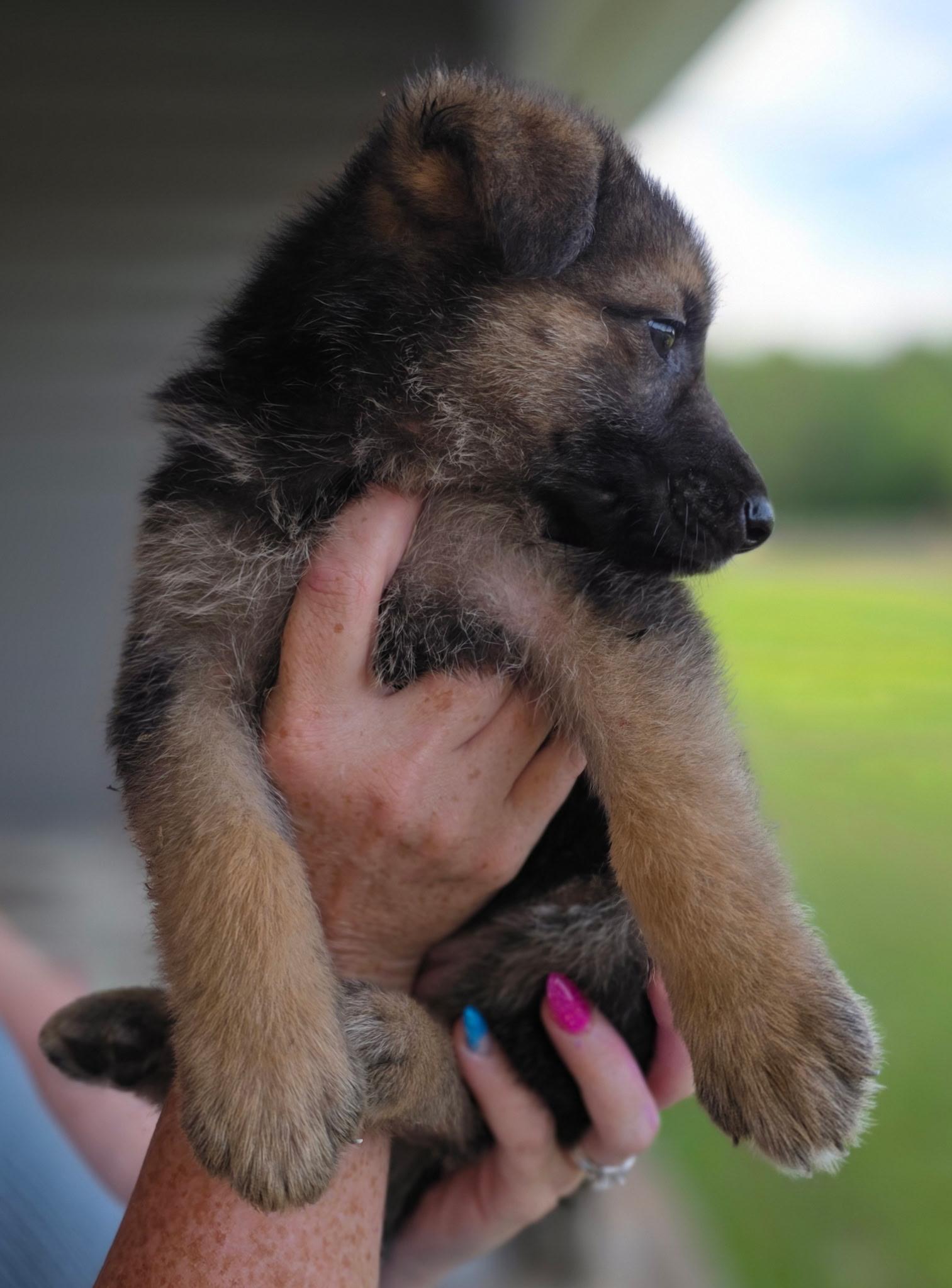 Enlarge Baby girl, an adopted mixed breed in Gadsden, AL image 2/5