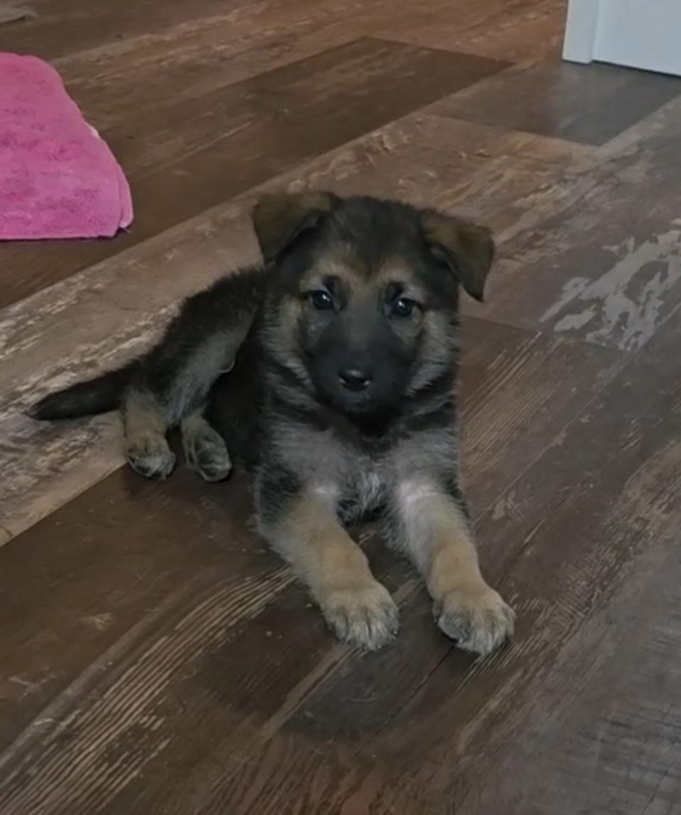 Enlarge Baby girl, an adopted mixed breed in Gadsden, AL image 3/5
