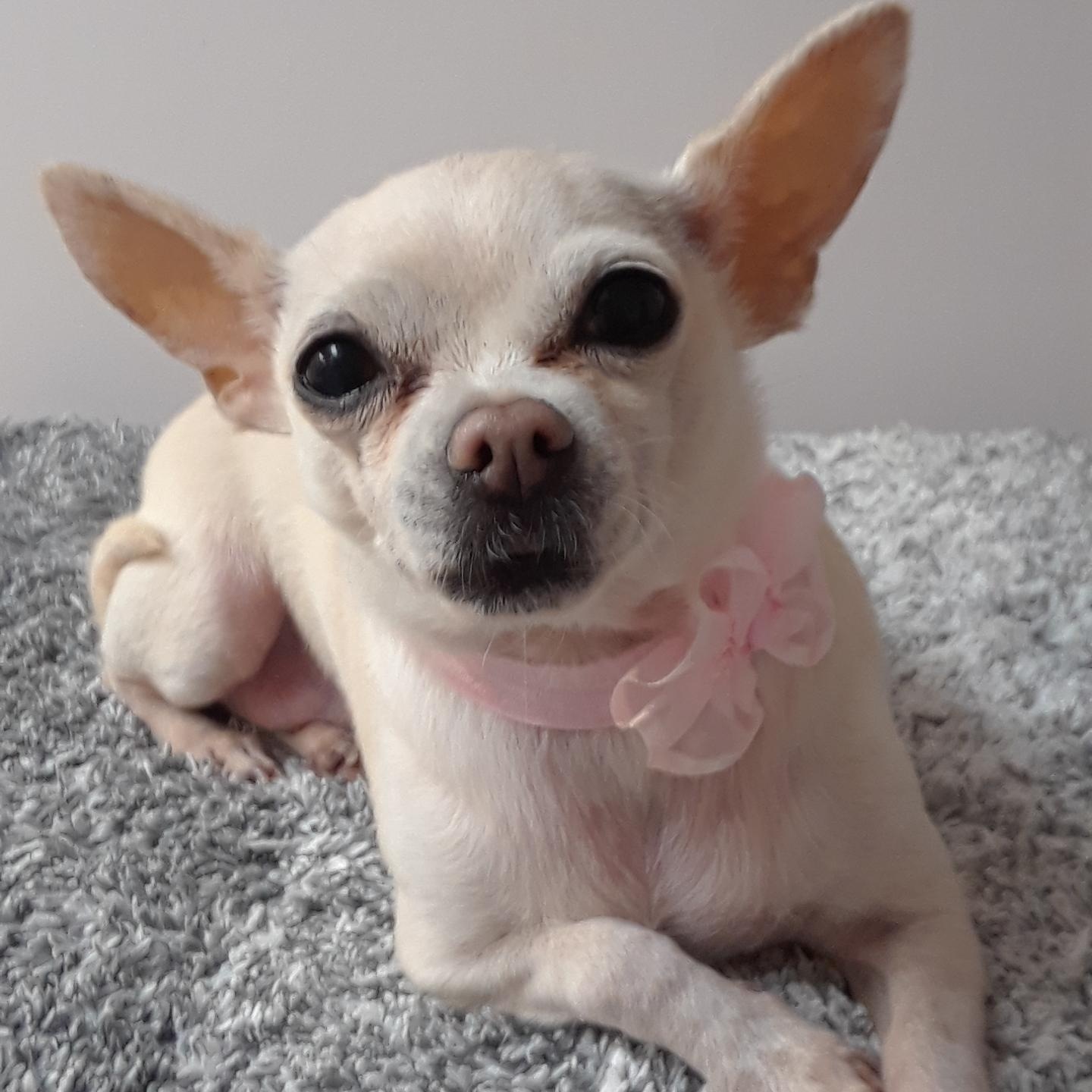 Ellie, ADOPTABLE, Adult Female Chihuahua.