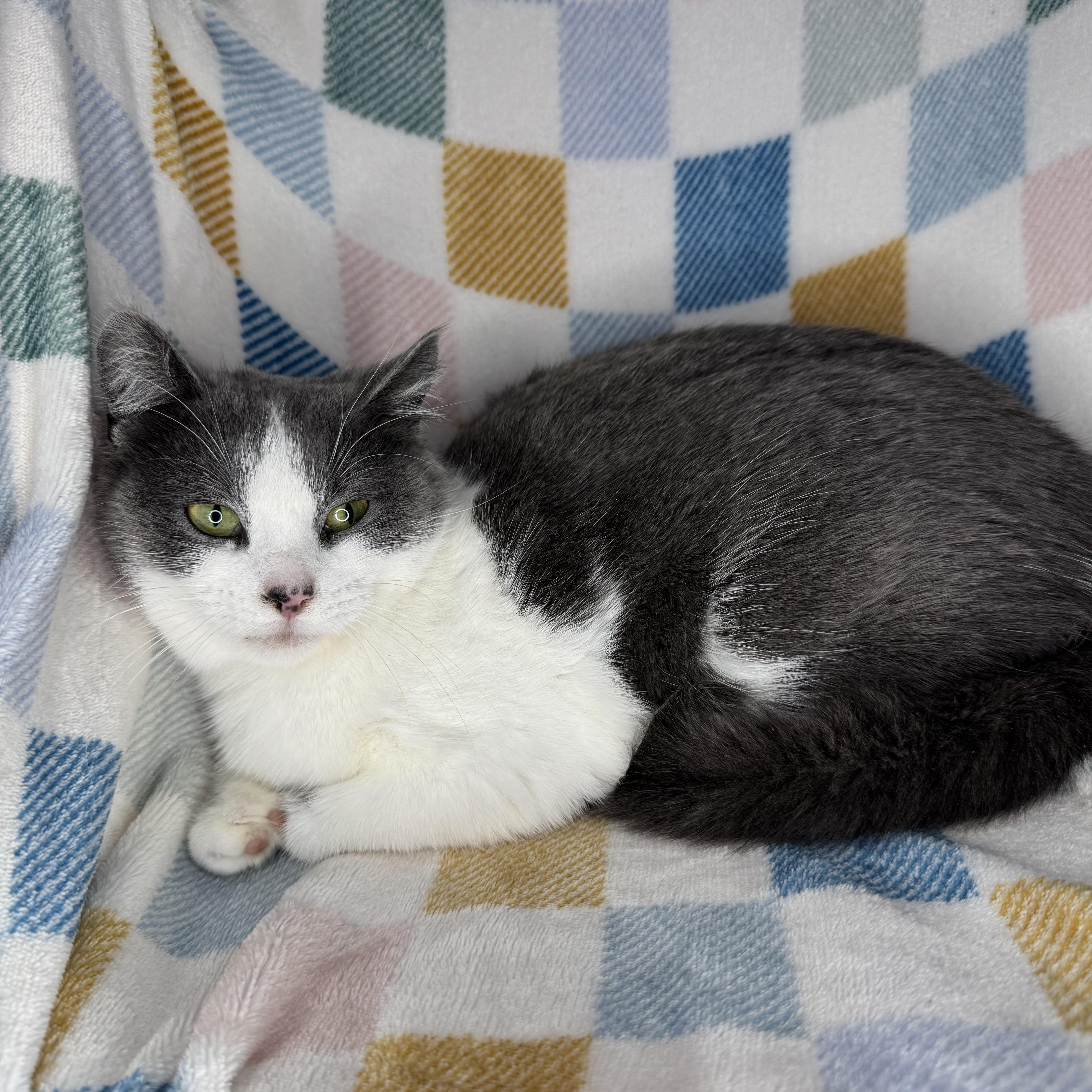 Enlarge Vesti, a ADOPTABLE mixed breed in Mount Vernon, IL image 2/6