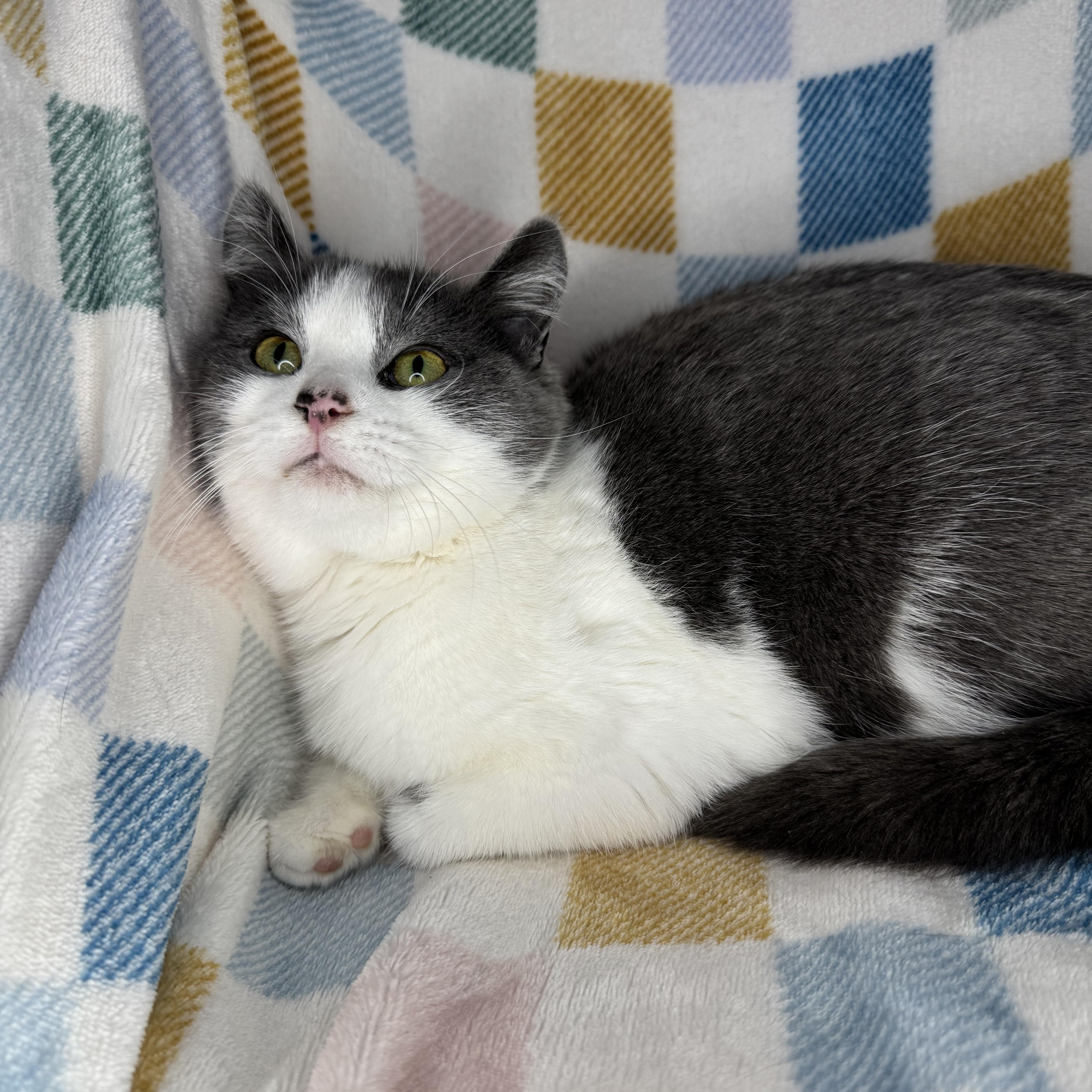 Enlarge Vesti, a ADOPTABLE mixed breed in Mount Vernon, IL image 3/6