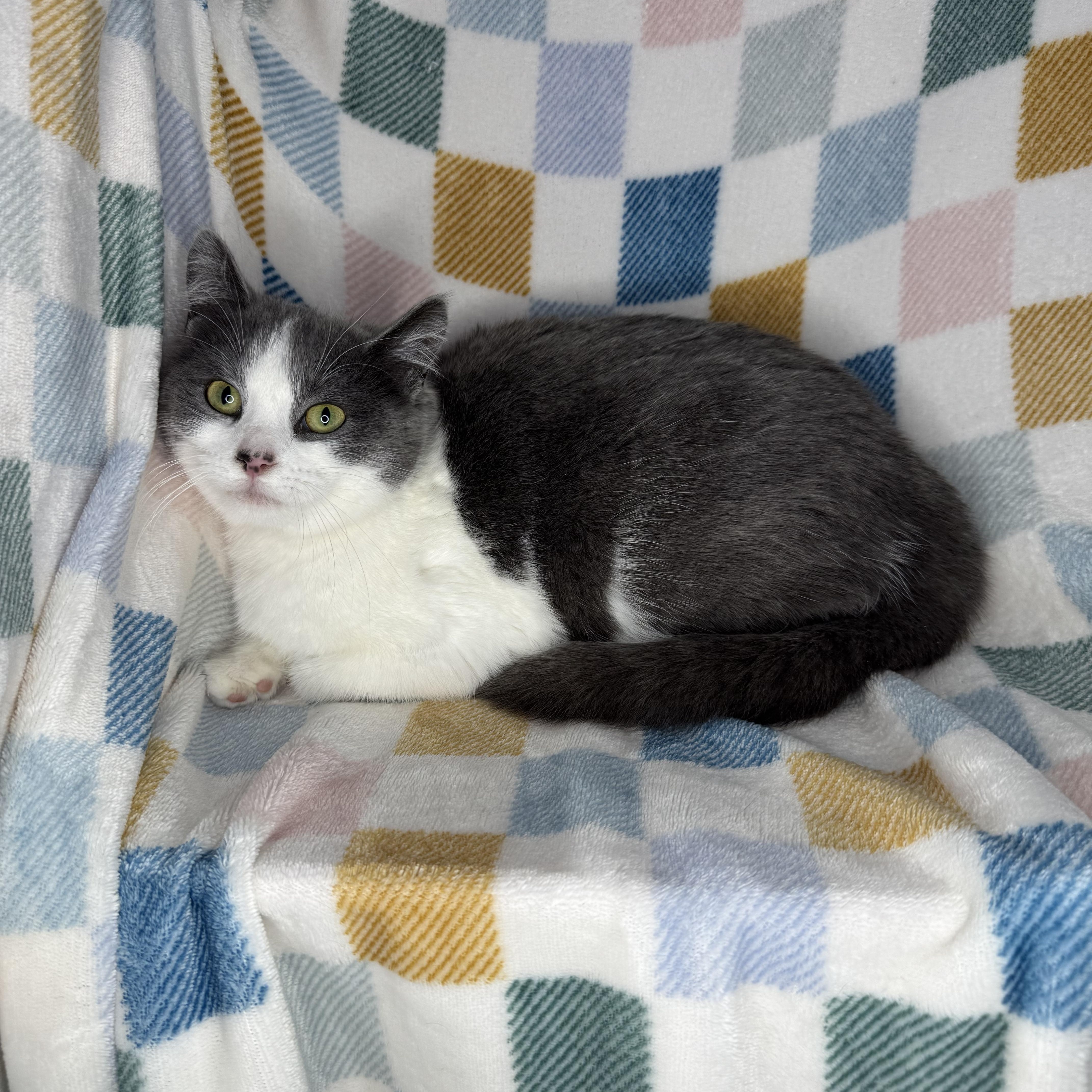 Enlarge Vesti, a ADOPTABLE mixed breed in Mount Vernon, IL image 4/6