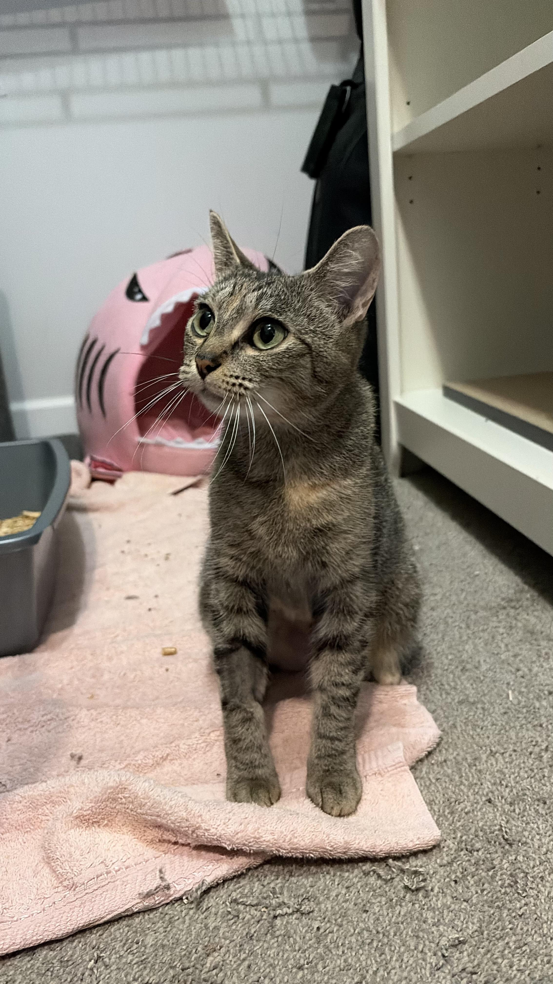 Amenita, adopted, Young Female Tabby.
