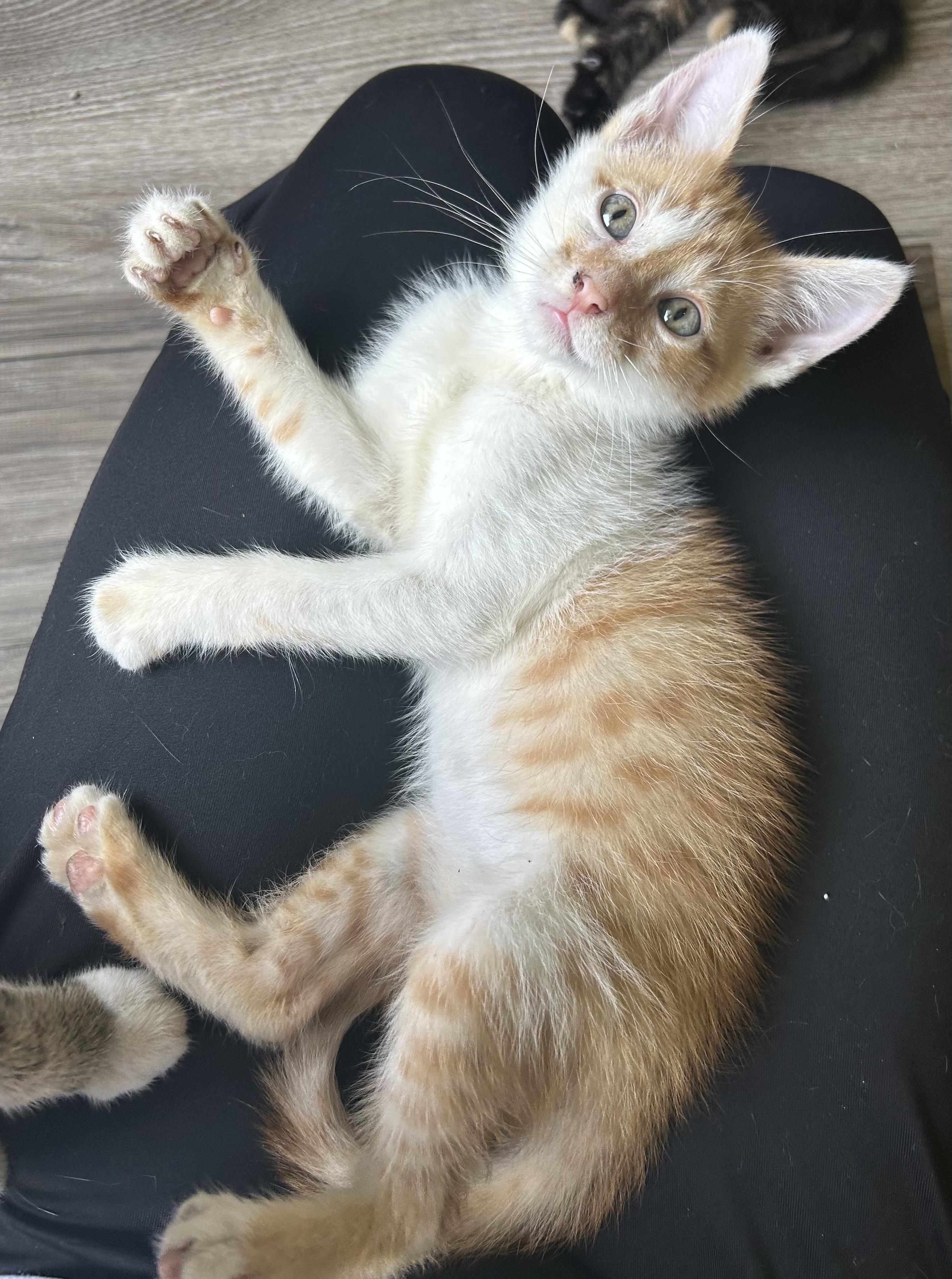 Enlarge Mango, an adopted Domestic Short Hair in Tulsa, OK image 1/1