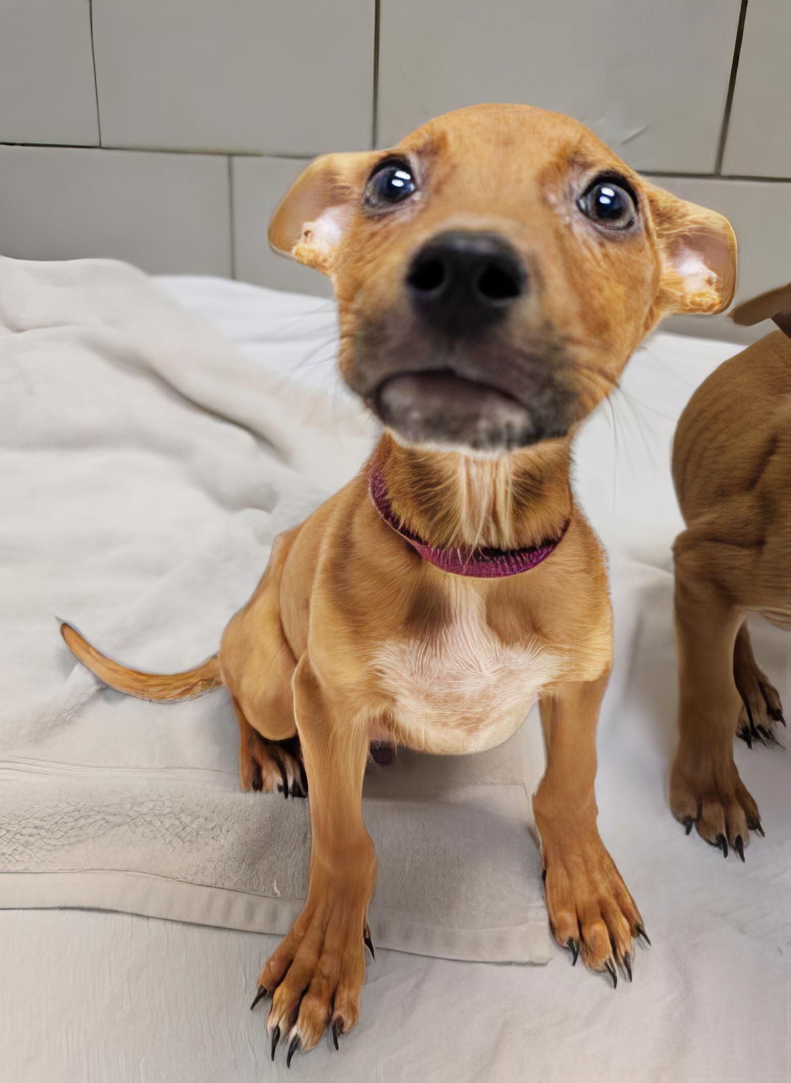 Mars, adopted, Puppy Male Mixed Breed.