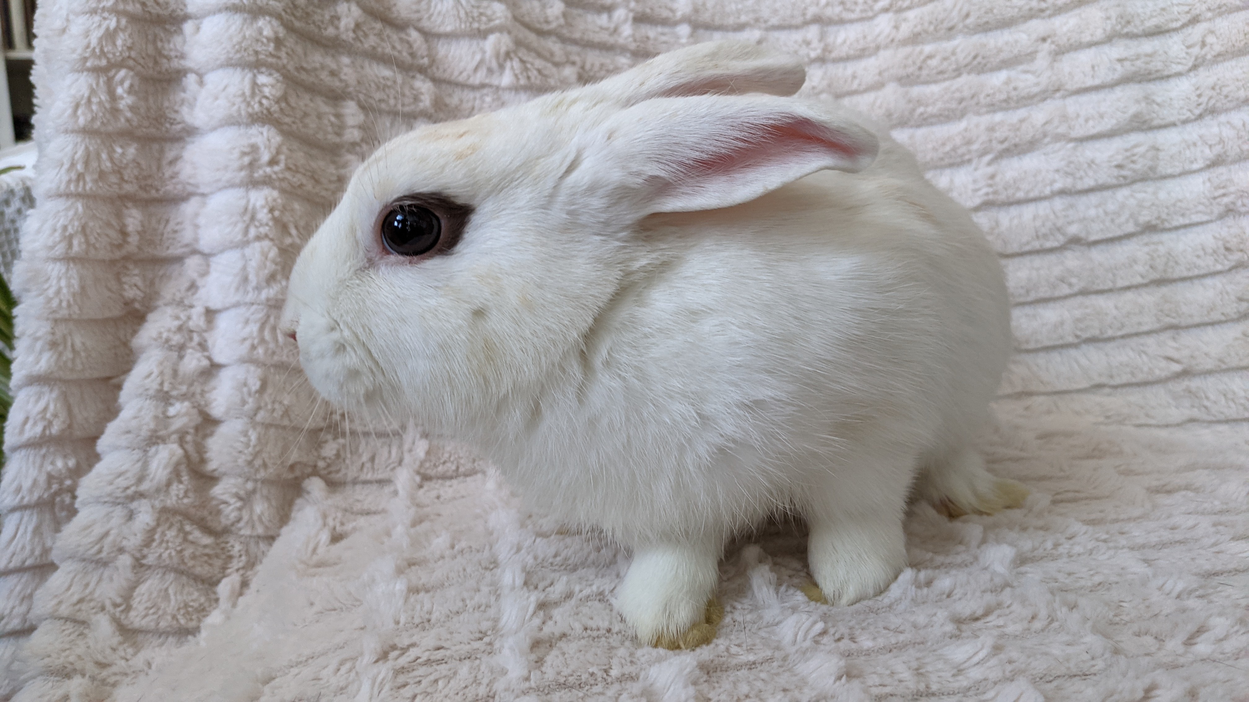 Plum, a Adoptable mixed breed in Los Angeles, CA image 1/12