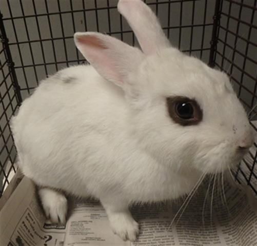 Plum, a Adoptable mixed breed in Los Angeles, CA image 2/12