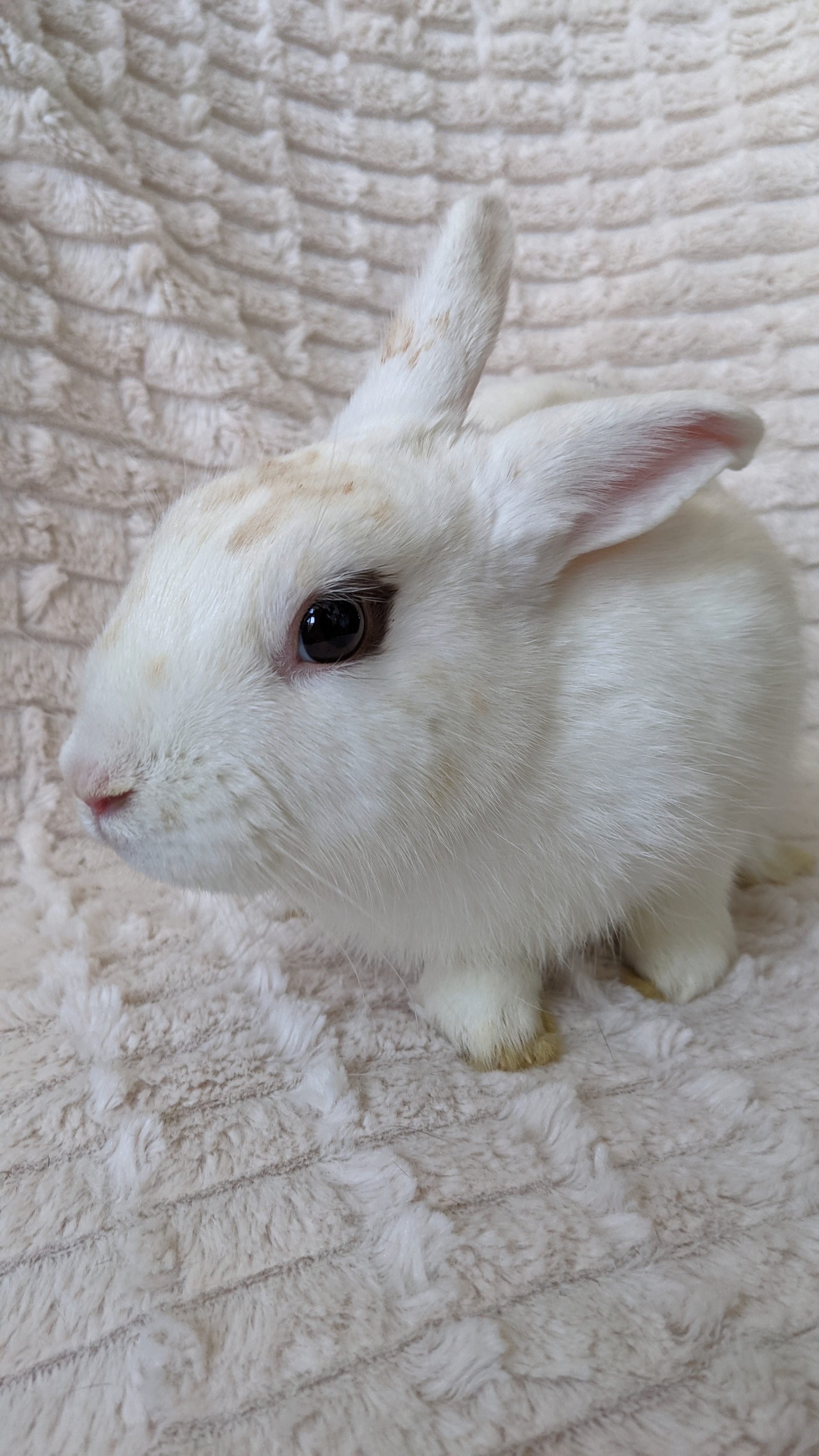 Plum, a Adoptable mixed breed in Los Angeles, CA image 3/12