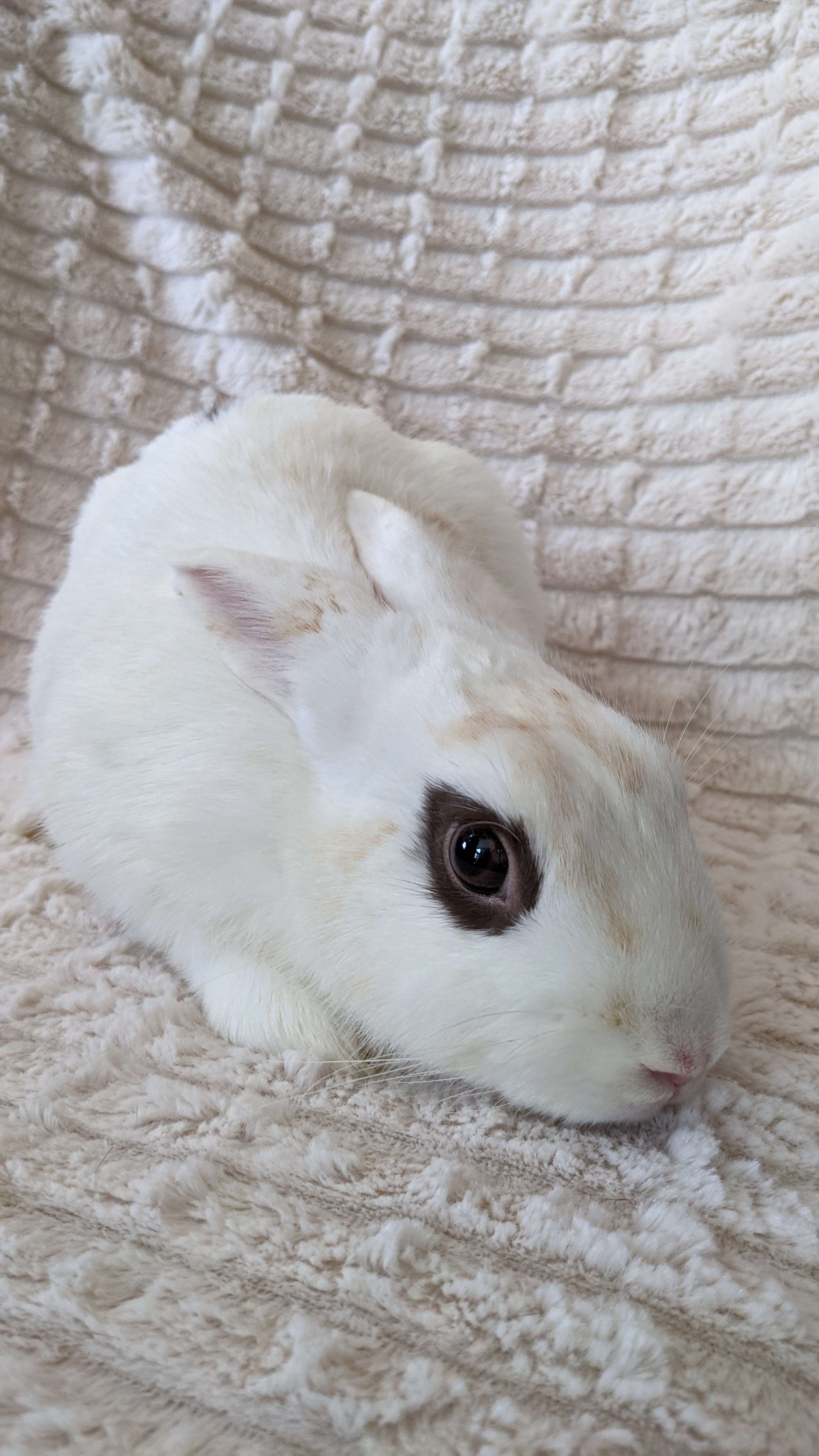 Plum, a Adoptable mixed breed in Los Angeles, CA image 6/12