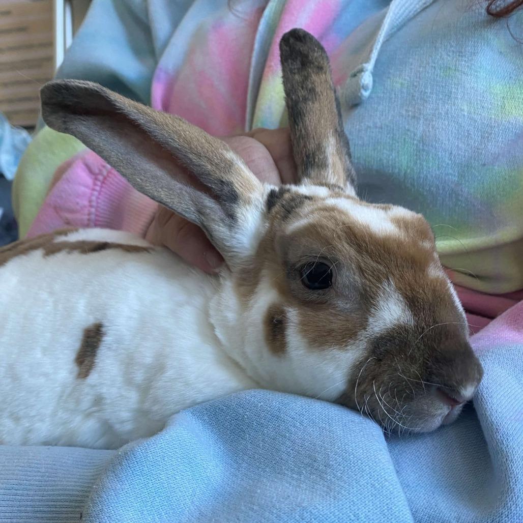 Tulip, Adoptable, Young Female American.