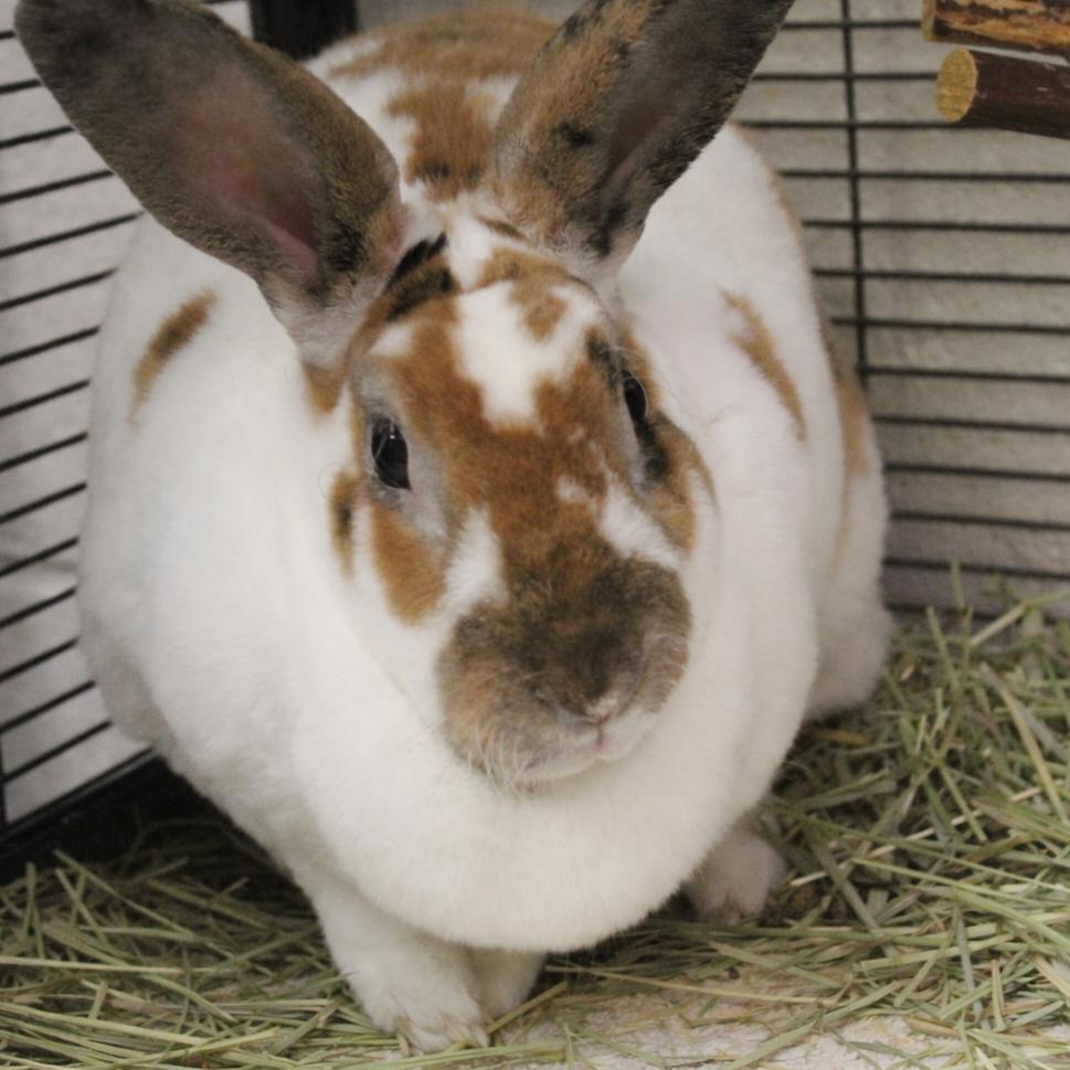 Enlarge Tulip, a Adoptable American in Gloucester, VA image 2/3