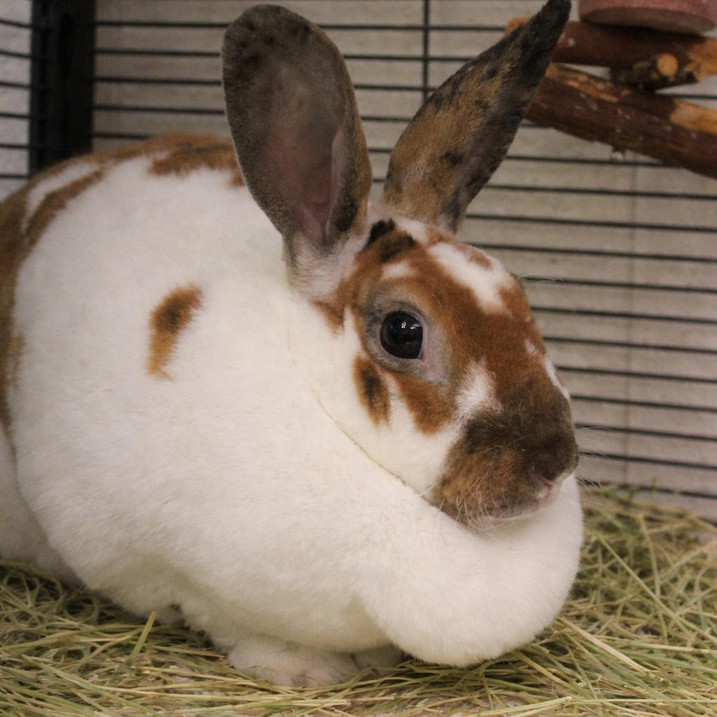 Enlarge Tulip, a Adoptable American in Gloucester, VA image 3/3