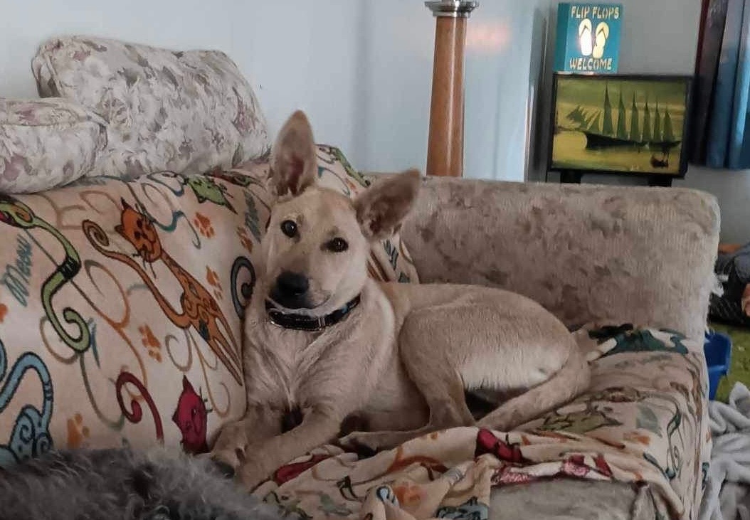 Vivian, a Adopted mixed breed in Smithton, PA image 1/3