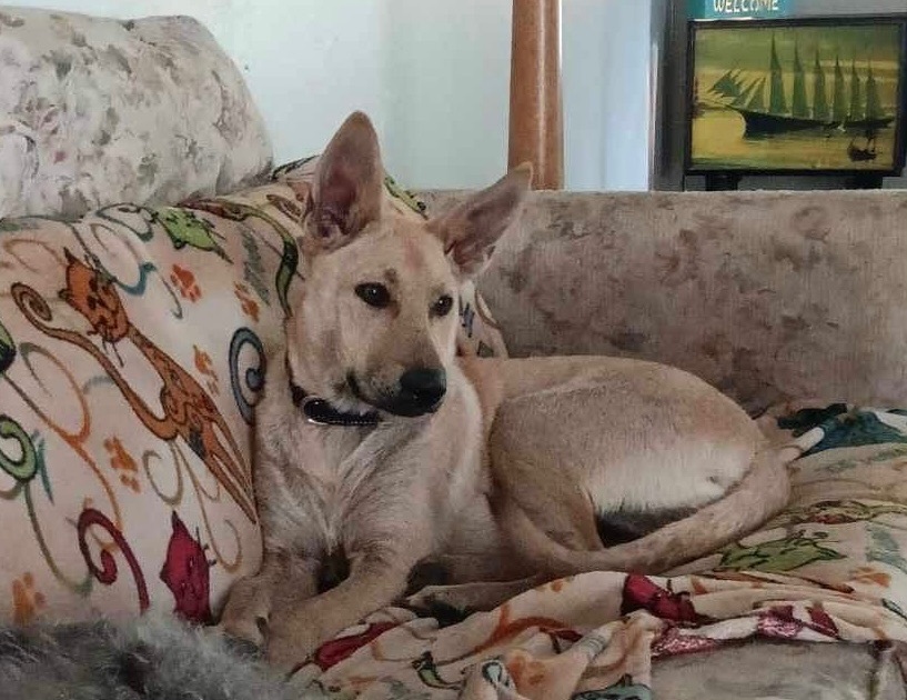 Vivian, a Adopted mixed breed in Smithton, PA image 2/3