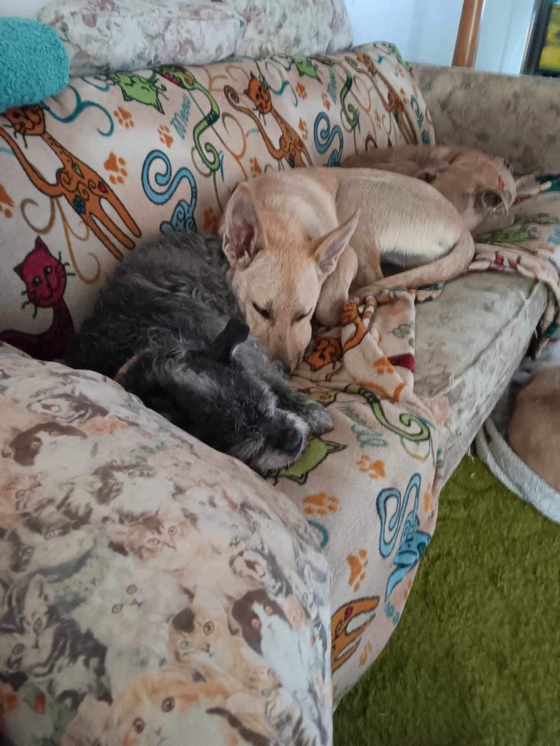 Vivian, a Adopted mixed breed in Smithton, PA image 3/3