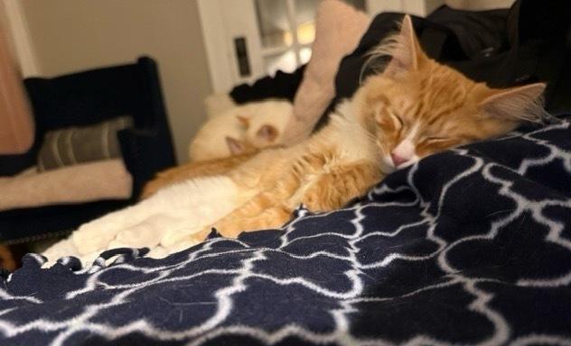 Enlarge Fanta, a Adoptable Domestic Short Hair in Omaha, NE image 1/4