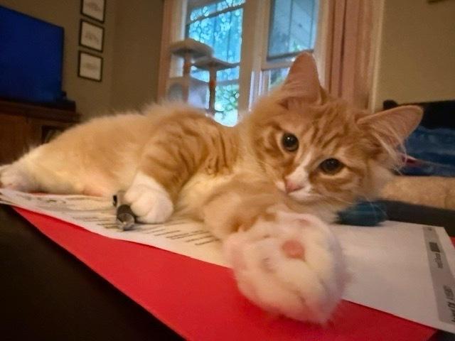 Enlarge Fanta, a Adoptable Domestic Short Hair in Omaha, NE image 2/4