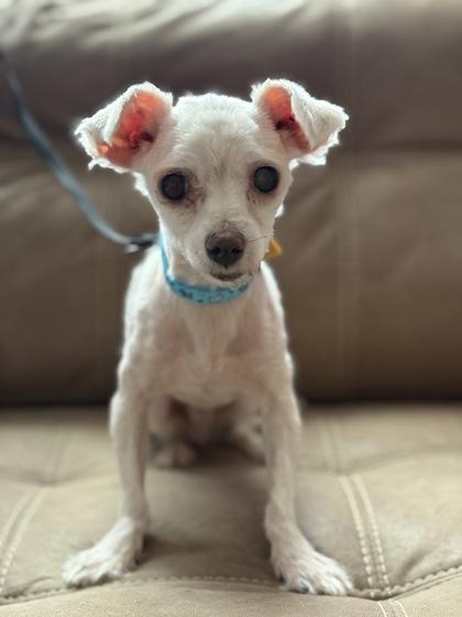 Spencer, Adoptable, Adult Male Maltese.