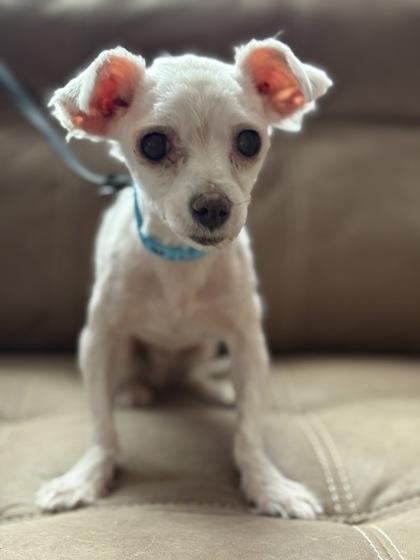 Enlarge Spencer, a Adoptable Maltese in Malvern, PA image 2/3