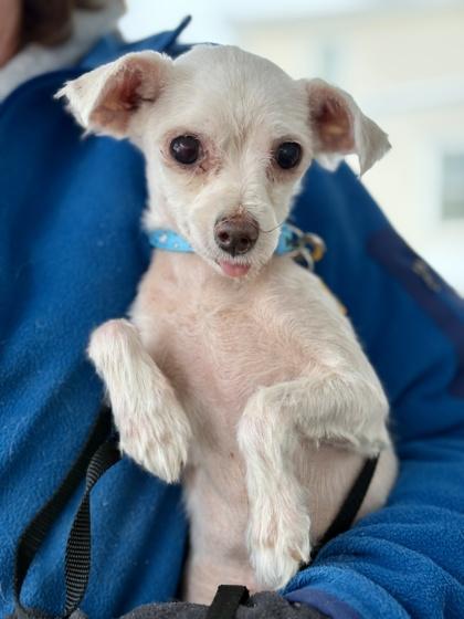 Enlarge Spencer, a Adoptable Maltese in Malvern, PA image 3/3