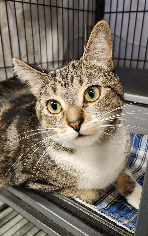 Enlarge Professor Plum, a Adoptable Domestic Short Hair in Clinton Township, MI image 1/1